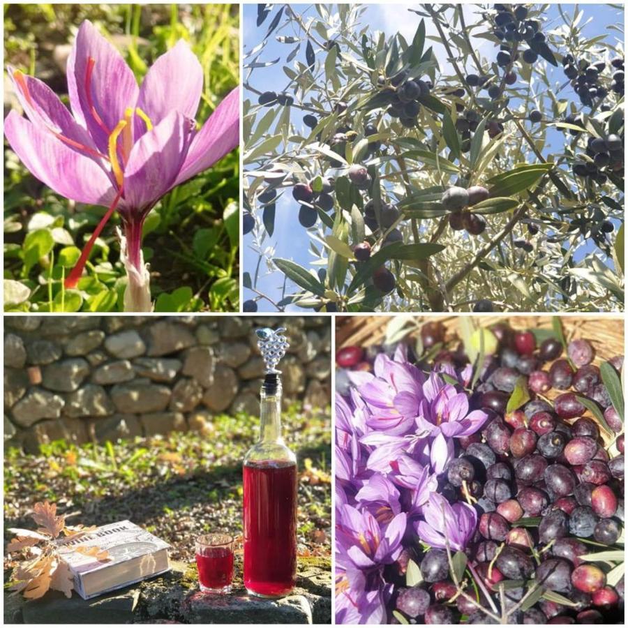 Agri Art Villa San Benedetto Ullano Eksteriør billede
