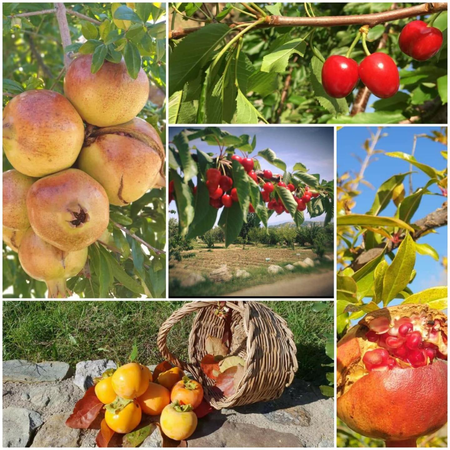 Agri Art Villa San Benedetto Ullano Eksteriør billede