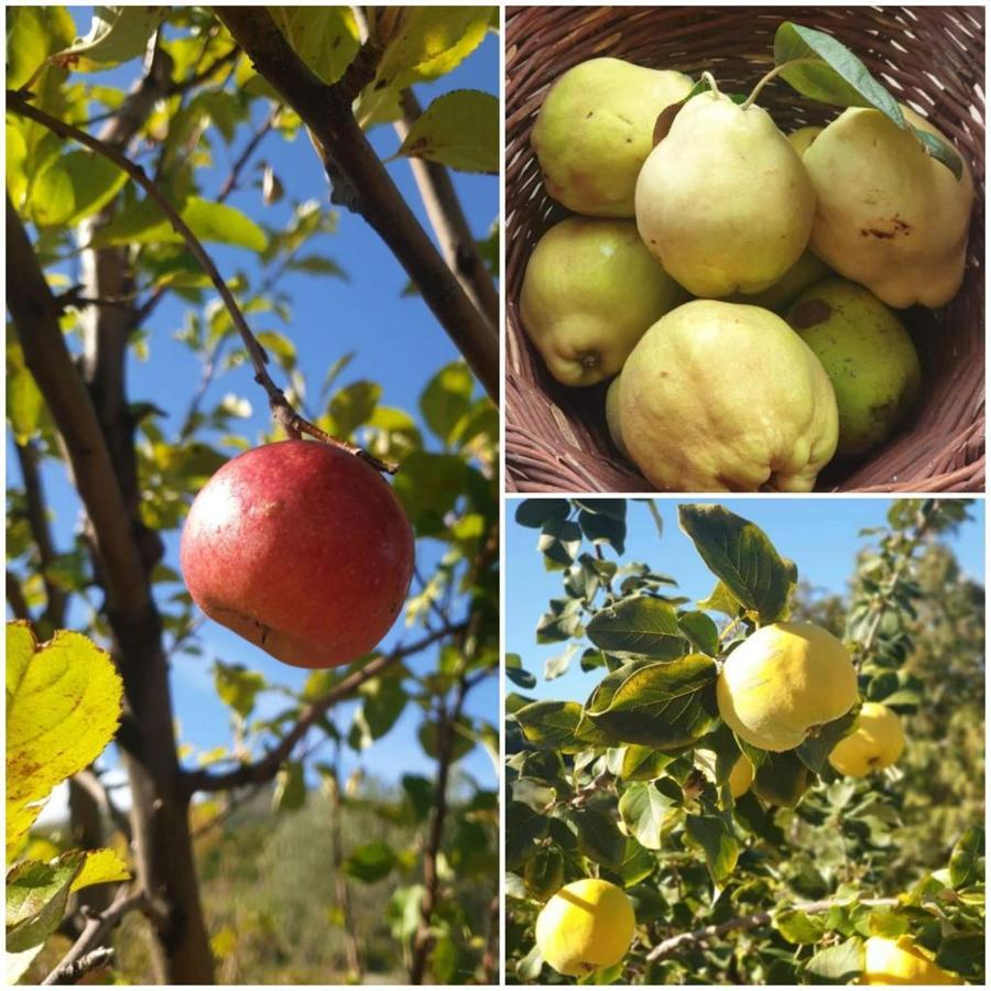 Agri Art Villa San Benedetto Ullano Eksteriør billede