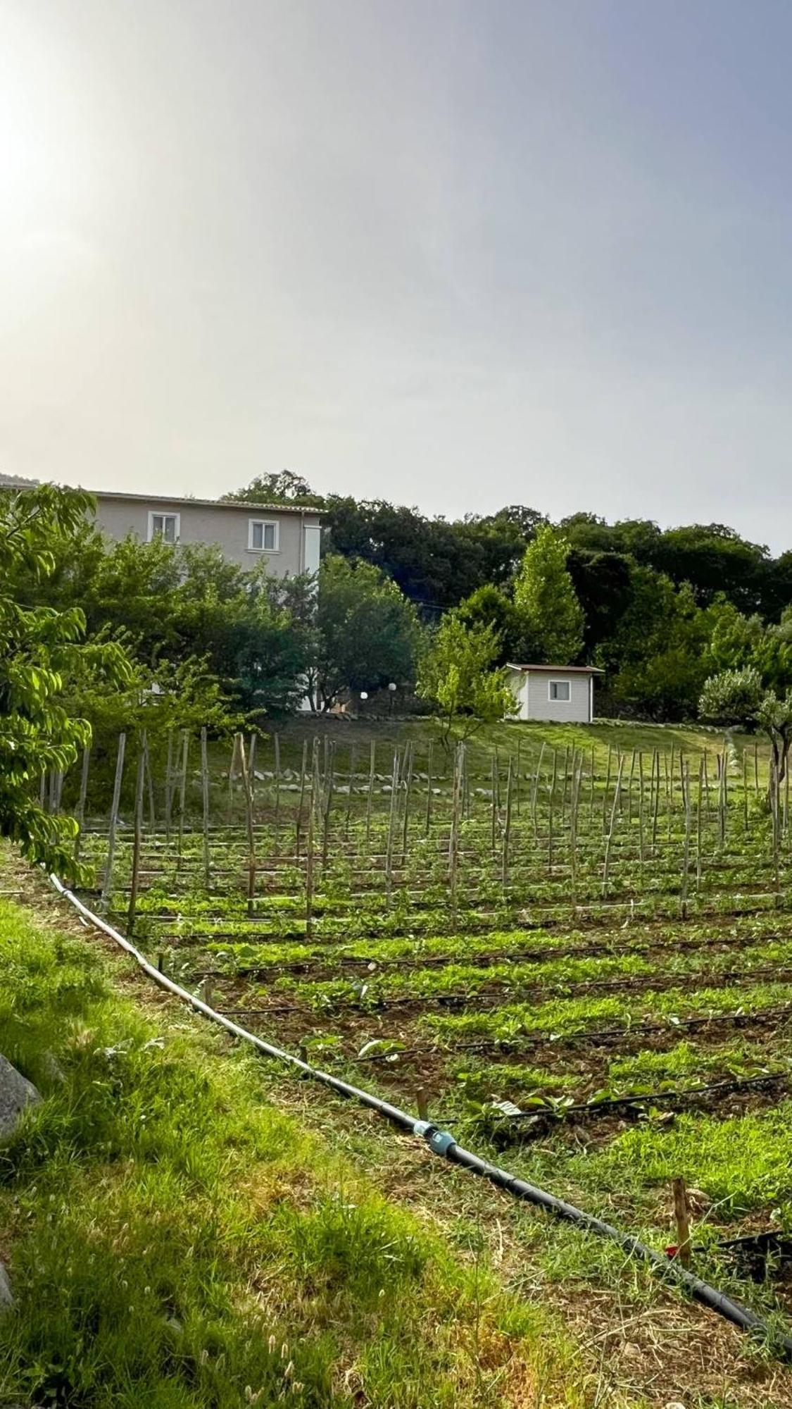 Agri Art Villa San Benedetto Ullano Eksteriør billede